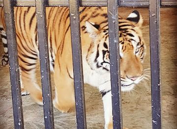 libya/gulf-of-sidra/shop/soomran-shop