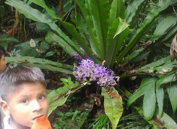 ecuador/pastaza-region/shop/parque-etnobotanico-omaere