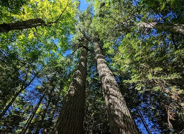 michigan/copper-harbor/shop/estivant-pines-wilderness-nature-sanctuary