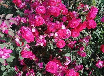 pakistan/cholistan-desert/shop/head-farid-cholistan