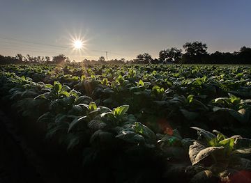 india/sikkim/shop/hellosikkim