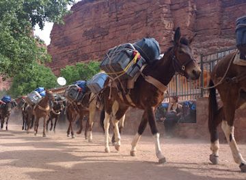 arizona/havasu-falls/shop/wildlife-enterprises