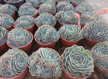 turkiye/ephesus/shop/the-cruise-mall