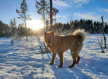 sweden/lapland/shop/camp-lapponia