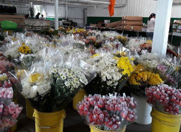 panama/volcan/shop/american-flowers