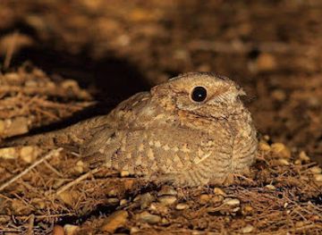 jordan/mujib-nature-reserve/shop/mahmiat-fifa-al-tabiaia