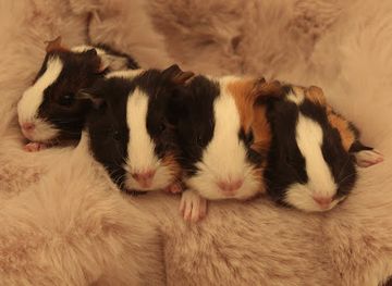 belgium/belgian-coast/shop/juliette-s-pet-shop