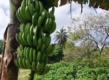 barbados/crane/shop/the-customs-palace