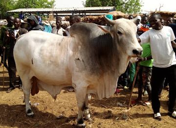 niger/dallol-bosso/shop/n-gonga