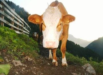 austria/gailtal/shop/gailtaler-bergladen