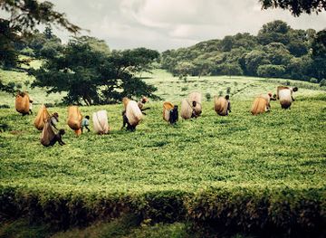 malawi/thyolo-highlands/shop/satemwa-tea-coffee-estate