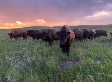 nebraska/niobrara-national-scenic-river/shop/golden-prairie-bison