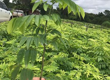 laos/khammouane-province/shop/malisa-organic-shop