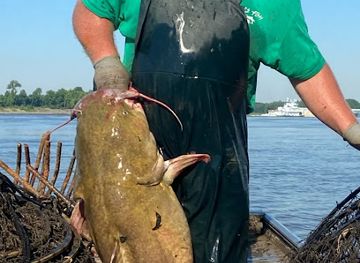 arkansas/mississippi-alluvial-plain/shop/hills-fish