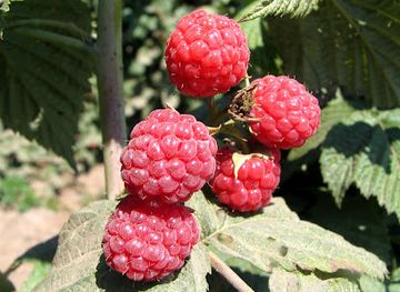 israel/golan-heights/shop/levi-farm-self-picking