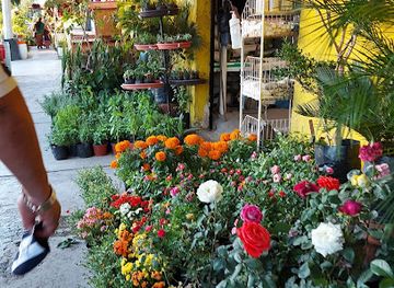 mexico/monterrey/centro/shop/.