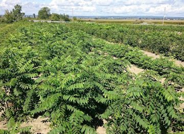 canada/northwest-territories/shop/pepiniere-casse-noisette
