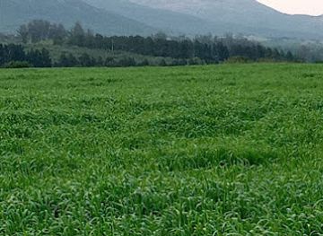 uruguay/sierra-de-las-animas/shop/alfalfa-plus