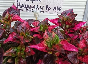 philippines/baguio/mines-view-park/shop/imu-moggaw