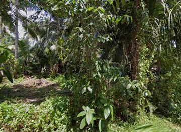 sri-lanka/bentota/shop/ceylon-green-store