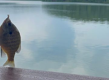 tennessee/fall-creek-falls-state-park/shop/fall-creek-falls-lake