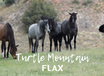 north-dakota/turtle-mountains/shop/turtle-mountain-flax