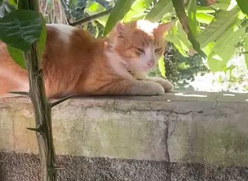 mauritius/savanne/shop/sahil-boutik