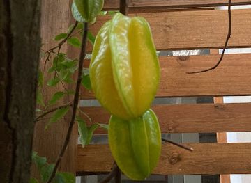 belize/placencia/shop/9-9-store