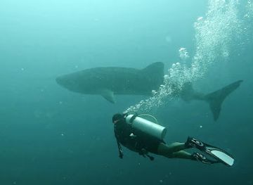 maldives/dhigurah/shop/go-divers-maldives