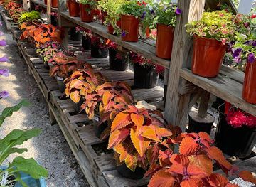 west-virginia/elkins/shop/crazy-harry-s-greenhouse