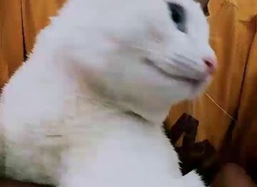 kyrgyzstan/bishkek/shop/kyrgyzstan-yash-models