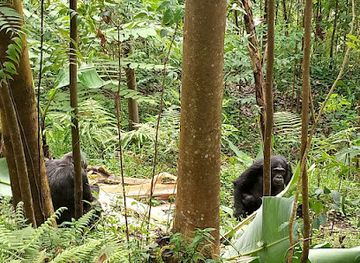 burundi/nyungwe-forest-national-park/shop/nyungwe-national-park-rwanda