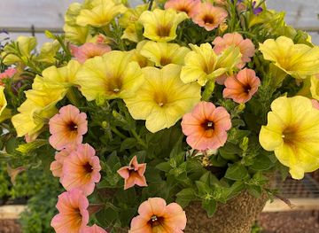 south-dakota/lewis-and-clark-recreation-area/shop/the-front-porch-greenhouse-gifts