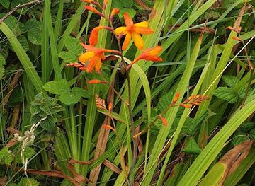 guernsey/alderney/shop/alderney-wildlife-trust-ltd