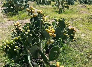 ethiopia/dire-dawa/shop/ajip