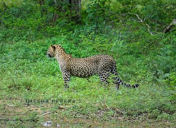 sri-lanka/yala-national-park/shop/yala-national-park-sri-lanka