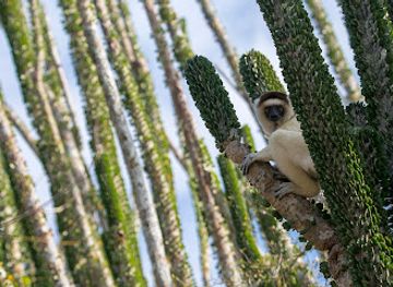 madagascar/mandrare-river/shop/madagascar-classic-collection