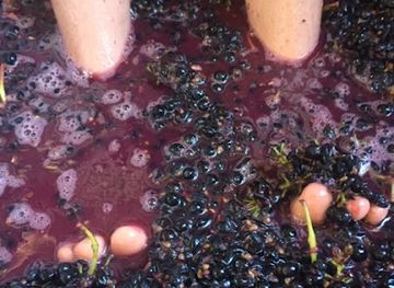 australia/barossa-valley/shop/z-wine