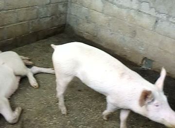 zambia/lower-zambezi-national-park/shop/chongwe-mall