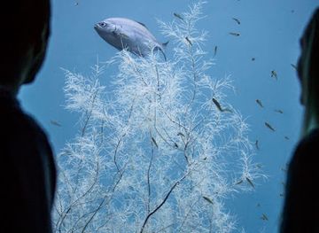 new-zealand/milford-sound/shop/milford-sound-underwater-observatory-southern-discoveries