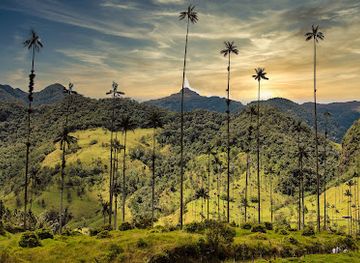 colombia/cocora-valley/shop/cocora-valley