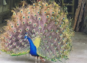 louisiana/sabine-national-wildlife-refuge/shop/almosta-ranch-llc