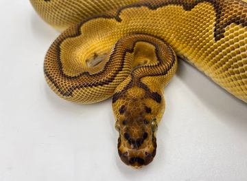 washington/deception-pass-state-park/shop/reptiles-etc