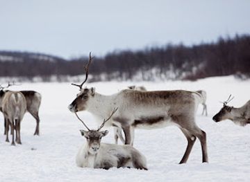 norway/finnmark-plateau/shop/finnmarksvidda
