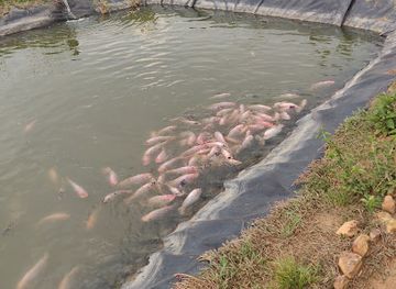 burundi/bugesera/shop/lakeside-fish-farm