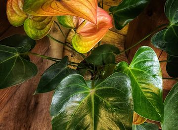 washington/lake-chelan/shop/bloom-boutique