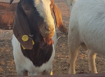 botswana/kgatleng-district/shop/mbeha-stud-farms