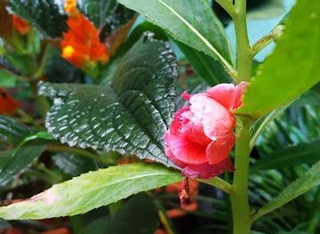 nicaragua/central-region/shop/best-shop-nicaragua