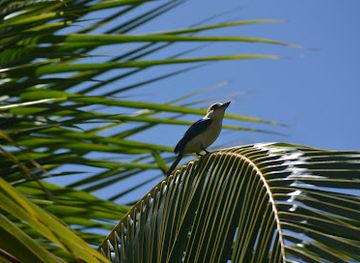 french-polynesia/tuamotu-archipelago/shop/niau