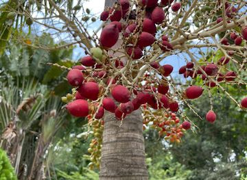 ghana/kwahu/shop/kwahu-tafo
